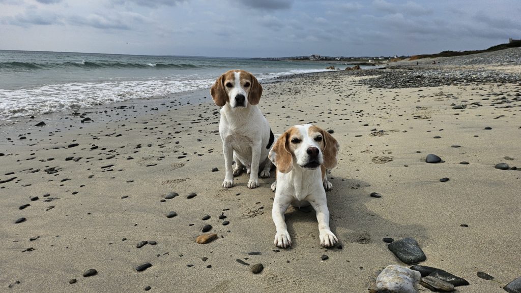 Glückliche Beagle