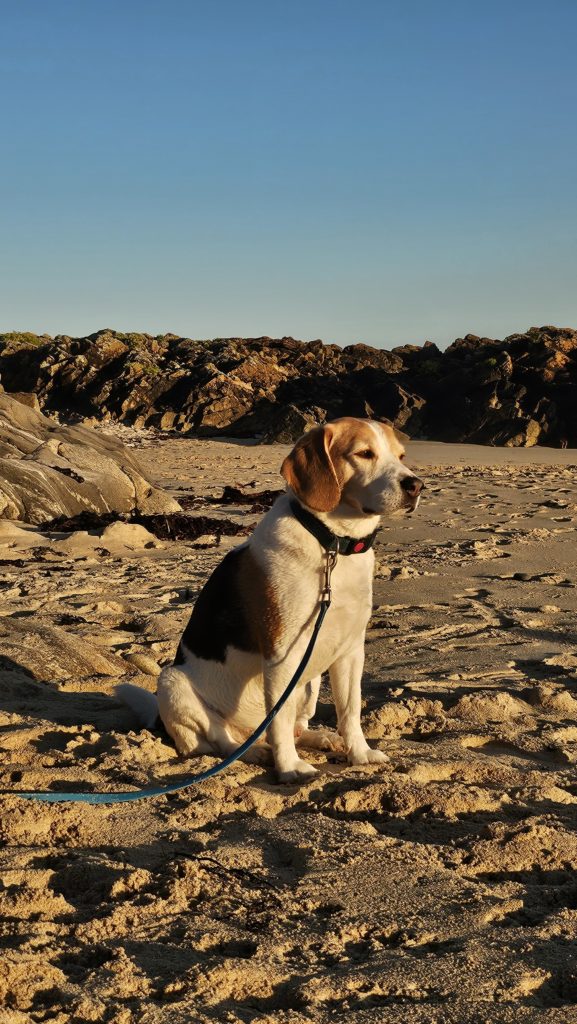 Plage de Gwendrez 6